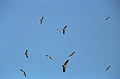 Tonle Sap - Prek Toal 'bird sanctuary' - Asian Openbill Stork 